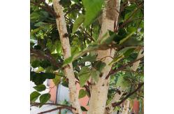 China Custom Artificial Landscaping Tree Bonsai Birch Garden Ornaments supplier