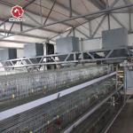 A Model Egg Laying Chicken Coop 160 Chickens Poultry Chicken Cages For Animal Feeder for sale