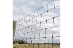 China High Strength Galvanized Fixed Knot Cattle Fence Metal Iron supplier