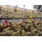 Chicken Poultry Automatic Pan Feeding System Nipple Drinking Line for sale