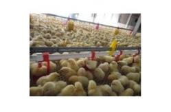 China Chicken Poultry Automatic Pan Feeding System Nipple Drinking Line supplier