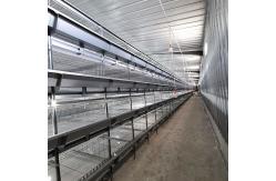 China 380V 50HZ Automatic Broiler Equipment For Chicken House SONCAP Approval supplier
