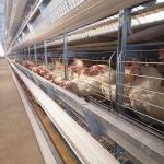 Hot Galvanized Poultry Farm House Layer Chicken Cage Machine Animal Cage for sale