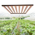 600w Samsung LED Daisy Chain Grow Lights For Seedlings for sale