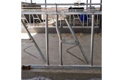 China Hot Galvanized Length 6m Cattle Headlock Gate Anti Corrosion Pipe supplier