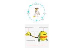 China Slow Feeder Interactive Pet Toys Water Floating Dog Teeth Brushing Toy supplier