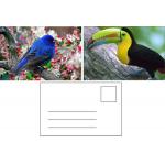 Lenticular Postcard Printing Toucan Wild Animals 3D Postcard for zoo pack sealifes for sale