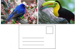 China Lenticular Postcard Printing Toucan Wild Animals 3D Postcard for zoo pack sealifes supplier