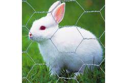 China High Quality Galvanized Hexagonal Mesh Fence Chicken Wire Mesh Rolls supplier