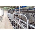 herringbone type 5T/h 20 Unit Milking Parlour Low Noise Automatic Milking Parlour for sale