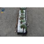 Tomato Hydroponic PP Roll Vegetables Planting Gutter In Modern Farming for sale