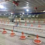 Floor Automatic Broiler Feeding System Pan Feeder Nipple System In Poultry