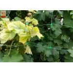 Green Plastic Plant Support Netting , Agricultural Polyethylene Mesh Netting for sale