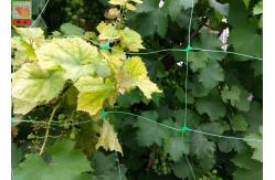 China Green Plastic Plant Support Netting , Agricultural Polyethylene Mesh Netting supplier