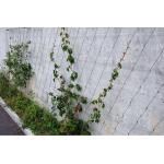 Custom Size Stainless Steel Cable Trellis Mesh Unique Texture Impact Resistance for sale