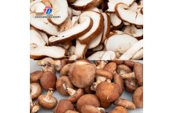 China Professional cutting mushroom slice mushroom cutting processing equipment mushroom slicer supplier