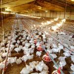 Broiler Breeder House Stainless Poultry Farm Equipment for sale