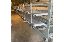 China Automatic Broiler Cage With Poultry Drinking System supplier