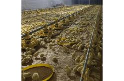 China 14 Grids 72mm Ground Broiler Chicken Shed Construction supplier