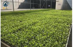 China Agricultural Wire Mesh Rolling Grow Tables Greenhouse Hydroponic Rolling Benches supplier