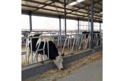 China Installed Easily Width 75cm Cow Head Lock Sturdy Built Headlocks supplier