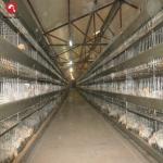 3 Tiers Battery Chicken Breeder Cage H Type Hot Dipped Galvanized Egg Layer Hen for sale