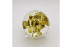 China Real Flower Paperweight Dia80mm With Hydrangea Inside supplier