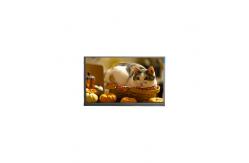 China N140BGE-P23 14.0 inch 60Hz 262K LCD Panel Display Screen supplier
