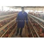 Type A Galvanized Automatic 96 Poultry Chicken Cages For Layers for sale