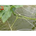 PP Agricultural Netting For Plant Support , White Color BOP Plastic Mesh Netting for sale