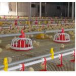 ABS Complete Auto 20kg Poultry House Equipment for sale
