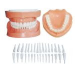 China Detachable Human Teeth Model With Root / dental patient education models for sale
