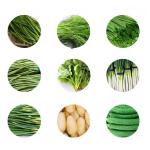 Small Fruit Vegetable Processing Machine Multifunctional Green Onion Cutter