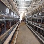 H Type Galvanized Layer Battery Chicken Cages For 10000 Birds Poultry In Ethiopia for sale