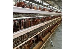 China Manual 4 Tiers Pvc Automatic Poultry Feeding System SGS Layer Chicken Cage supplier