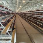 Q235 Hot  Galvanized Poultry Farm Automatic Layers Cage 5000 Chickens Poultry Farm for sale
