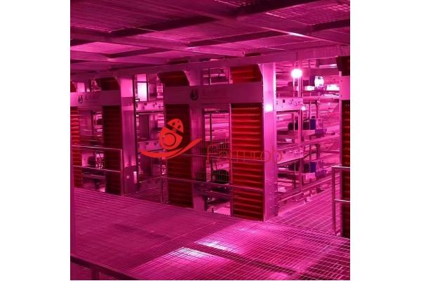 Reliable Egg Collection Layer Chicken Cage System for Large Poultry Farms