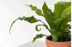 China Modern Plastic Potted Artificial Bonsai Bird Nest Fern supplier
