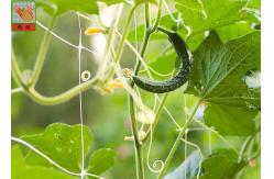 China Plastic Climbing Plant Support Netting , Garden Mesh For Climbing Plants supplier