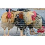 1/2x1 1x1 16 Gauge Galvanized Welded Wire Mesh 25mmx25mm Rust Resistance