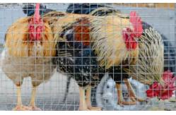 China 1/2x1 1x1 16 Gauge Galvanized Welded Wire Mesh 25mmx25mm Rust Resistance supplier