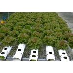 Greenhouse NFT Hydroponic Growing System For Soilless Agriculture Plant Growth for sale