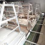 10-12m/Min Belt Poultry Manure Removal System Noiseless For Chicken Farm for sale