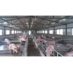 H Section Steel Poultry Farm Structure With Galvanized C Purlins For Pig Sheds for sale