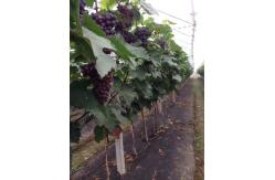 China PP Non Woven Agriculture Horticultural Cover Hydrophilic Weed Control Mat supplier