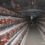 A Type 96 or 128 Capacity Automatic Layer Battery Chicken Cage for sale