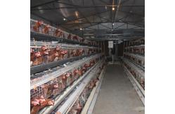 China Layer Poultry Battery Cage With Belt Or Scraper Manure Removal System supplier