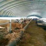 Poly Tunnel Greenhouse Poultry Farm For Sheep Chicken for sale