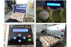 China Popular Eggs Number Inkjet Printer With High Resolution For Egg Supplier supplier