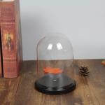 D30 x H30cm Handmade Large Glass Display Box Dome Cloche With Wood Base